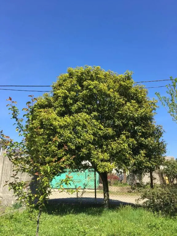 Homestay in Batumi Дом в Чакви