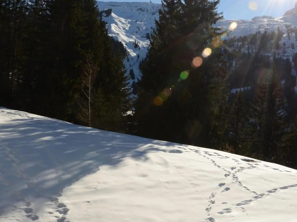Studio Flaine, 1 pièce, 4 personnes - FR-1-425-154