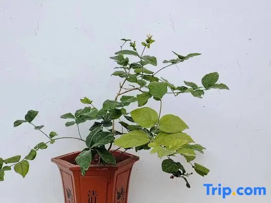 Wujianfang Courtyard Homestay (Guanghui Temple Branch, South Gate of Zhengding Ancient City)