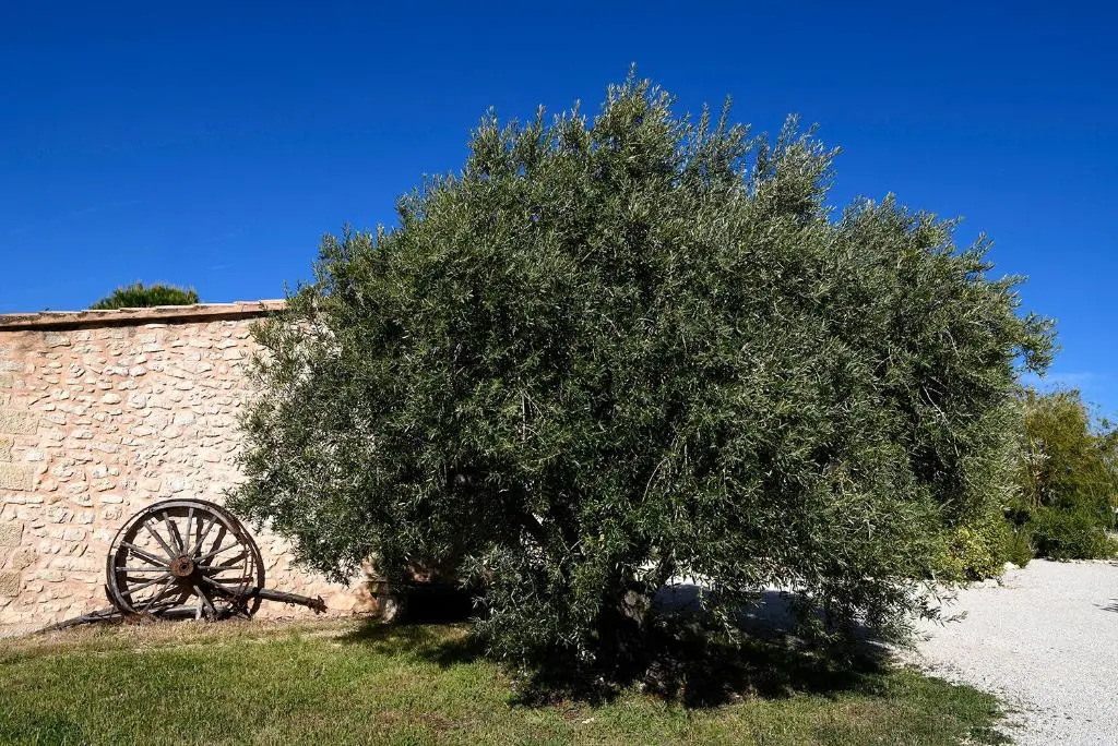Mas des Olives