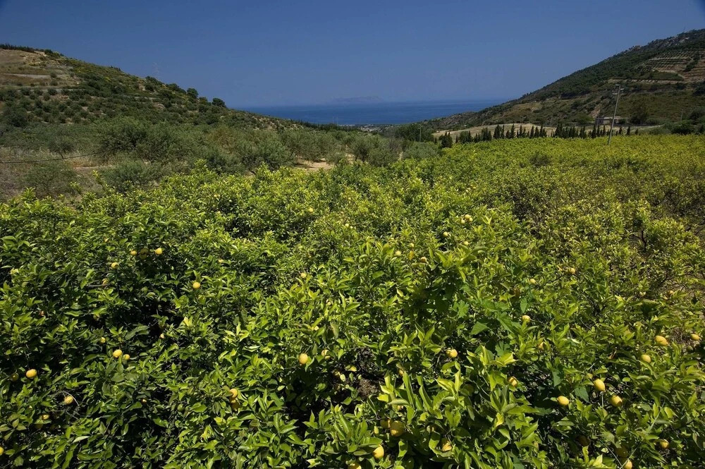 La Collina degli Ulivi - Casa Ulivi 2