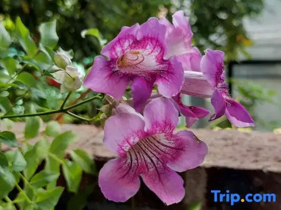 Old You Best Homestay (Dongguan Xixi Ancient Village)