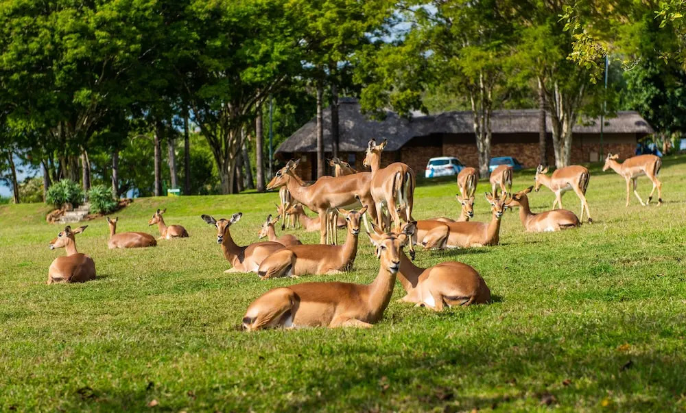 Kruger Park Lodge Unit No. 441