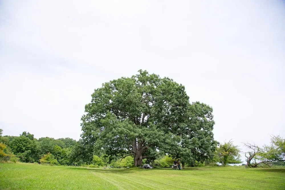 Tentrr Signature - Orchard Tent