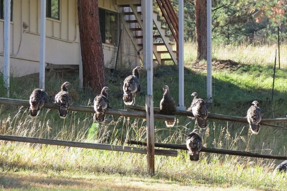 Lazy Elk Retreat - 3 Br Cabin