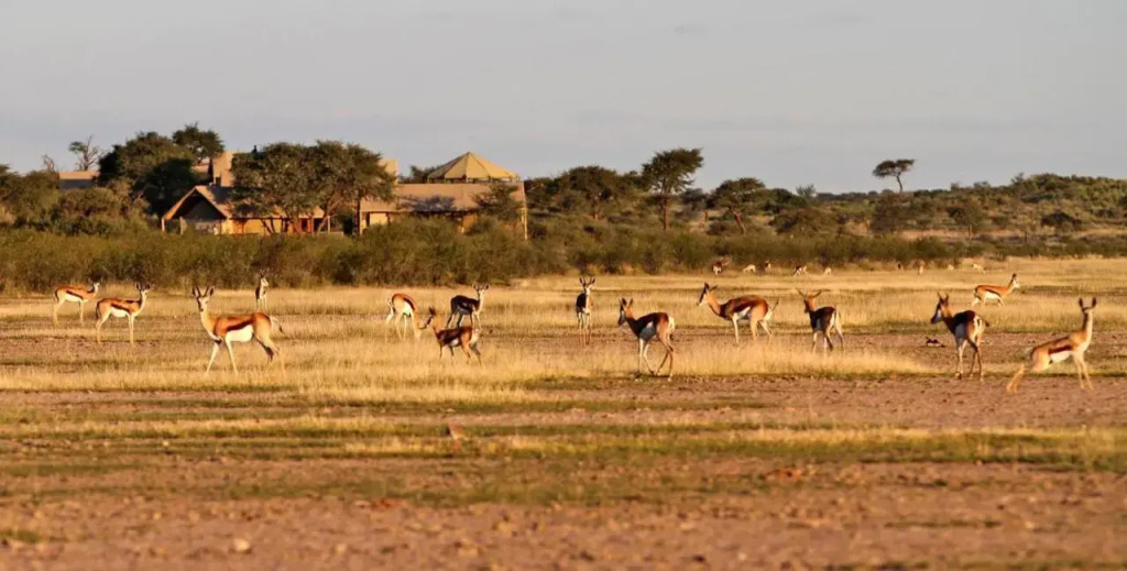 Intu Africa-Camelthorn Kalahari Lodge