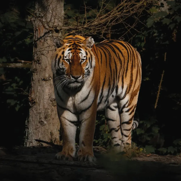 Knuthenborg Safaripark