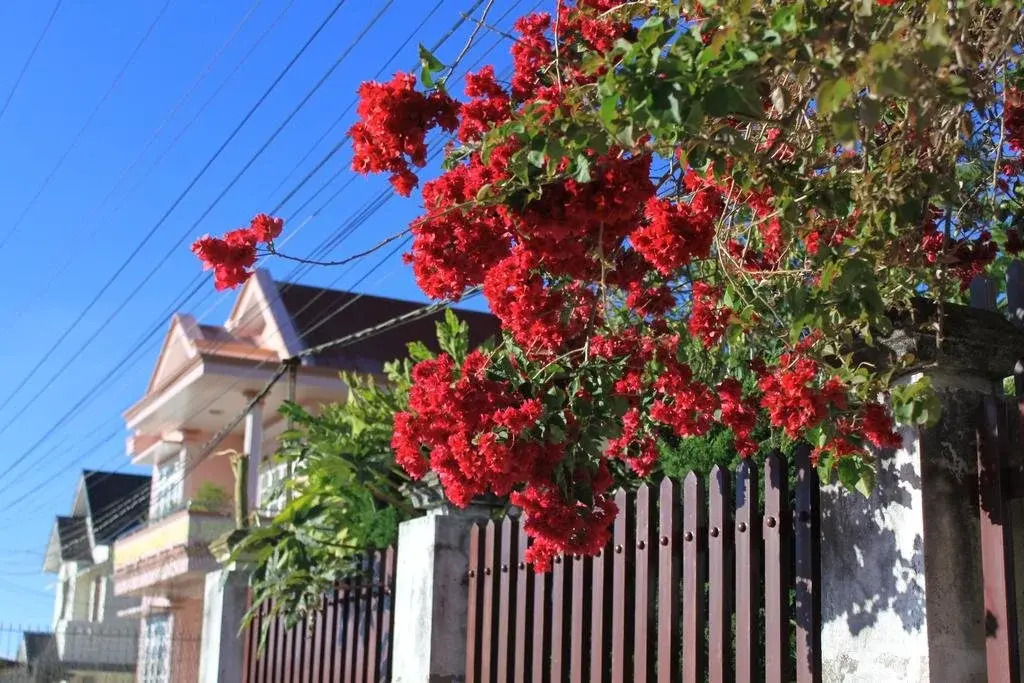 Co Lien Homestay Dalat