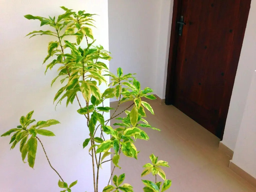 Eden Blue Hikkaduwa