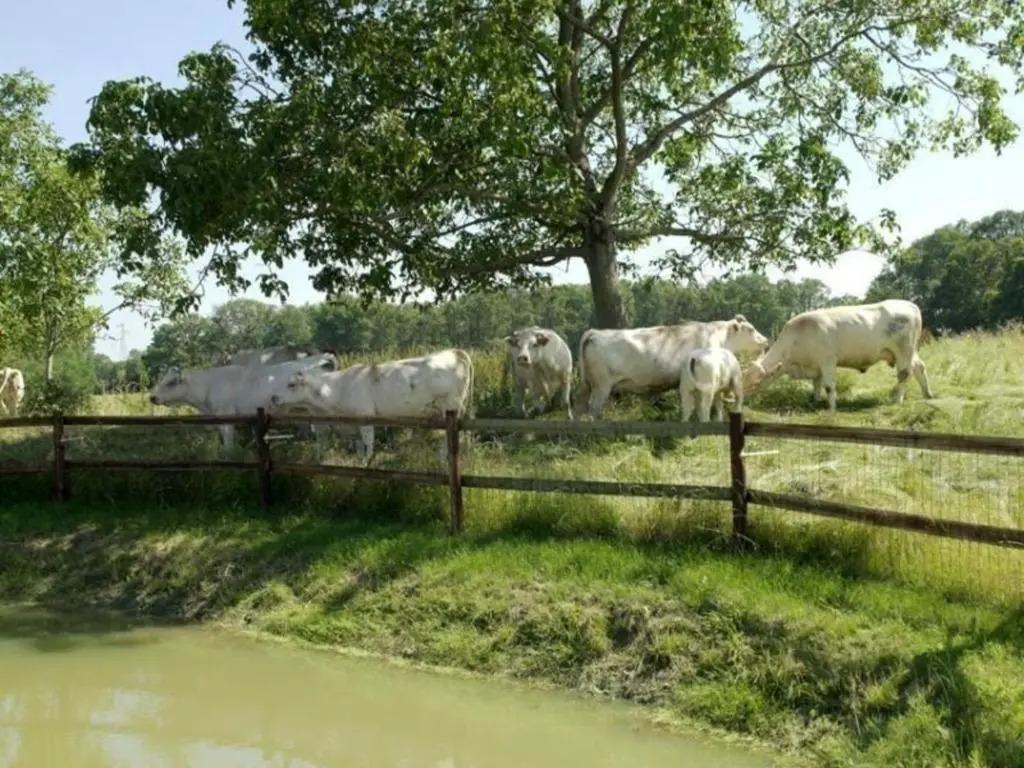 Charmante longère 18ème siècle avec jardin, animaux acceptés - FR-1-497-49