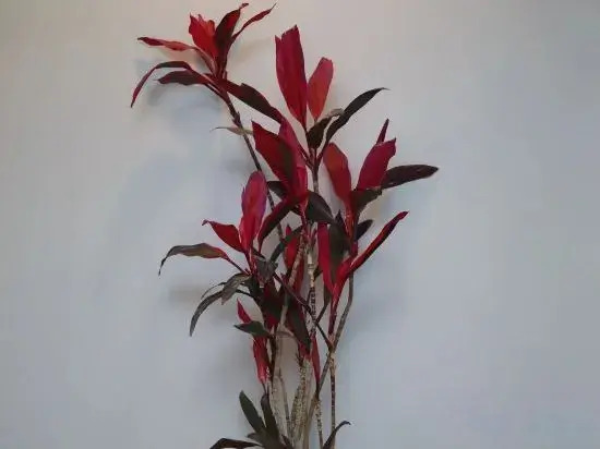 Xiangfeng Xiaoshe