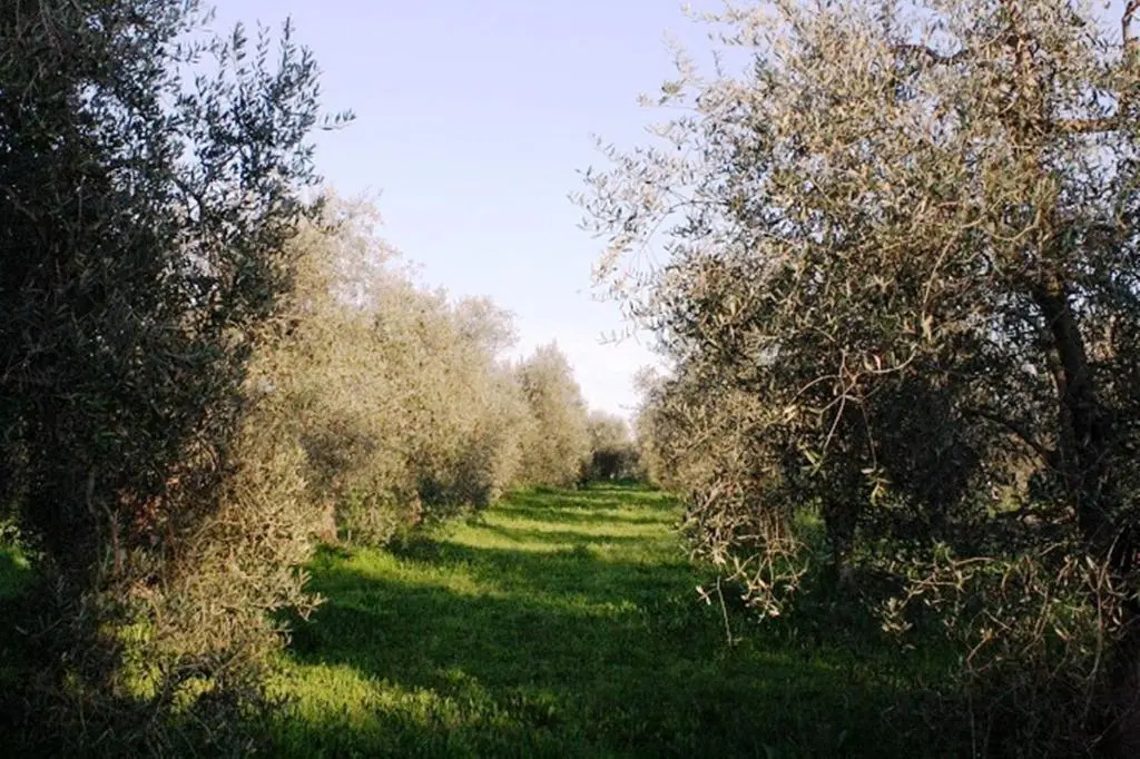 Agriturismo Vigna Mai