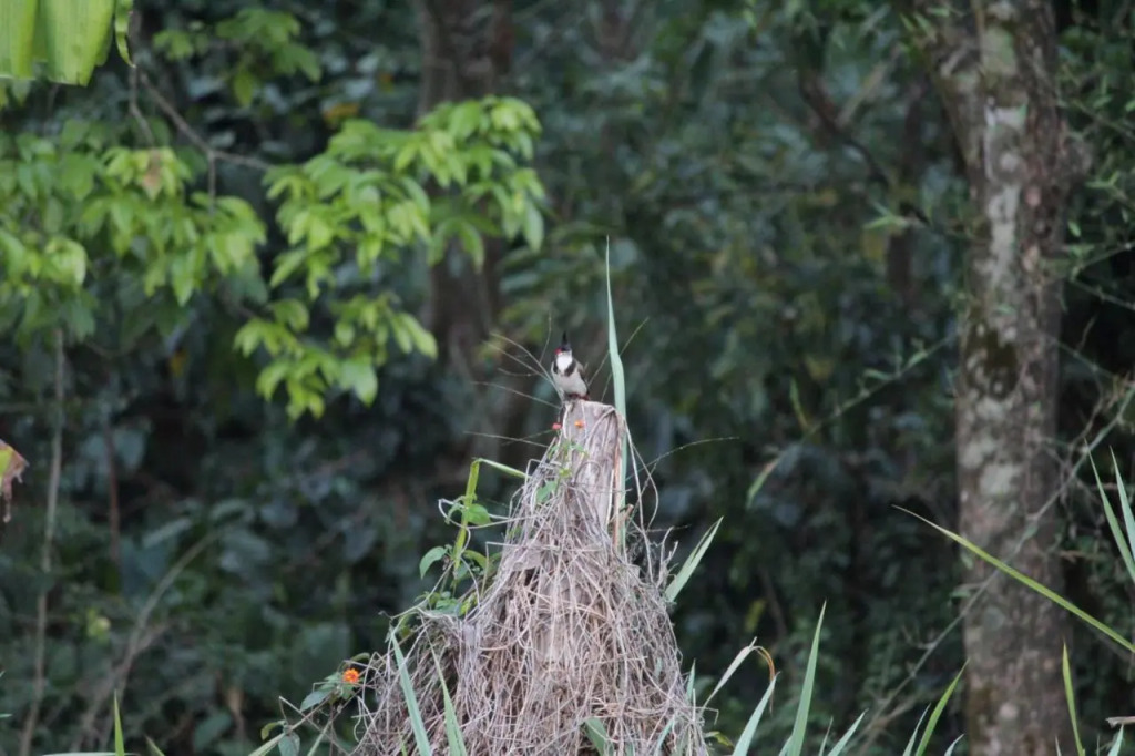 Guddadamane Homestay