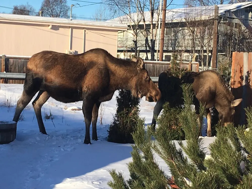 Arctic Adventure Hostel