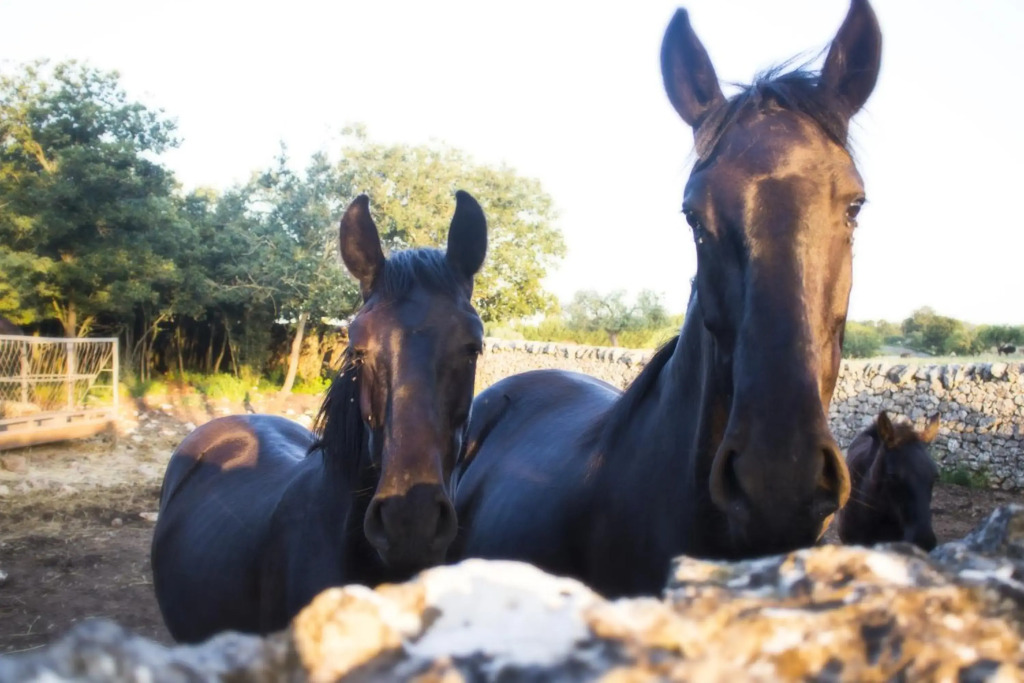 Trulli sul vignale in Masseria Santalachicca