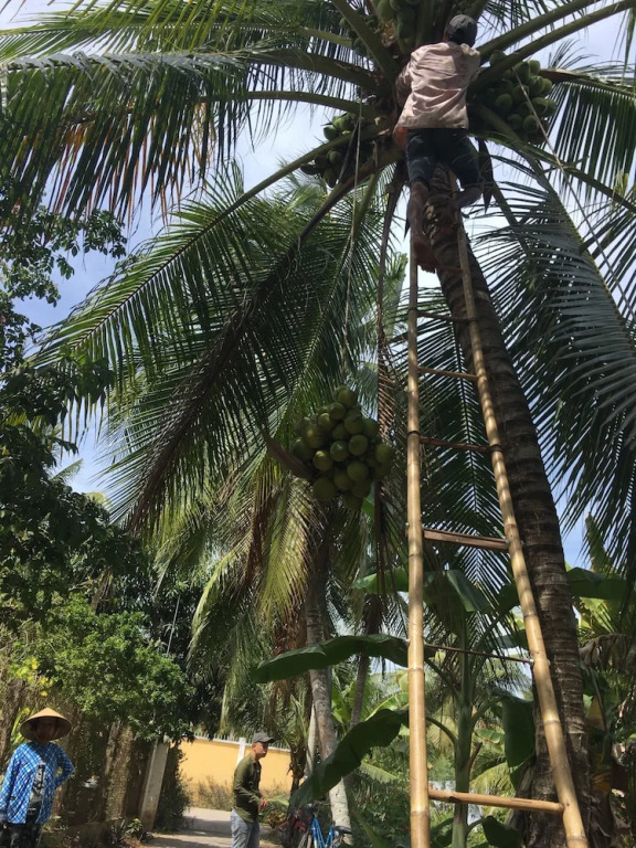 Coco Happy Farm