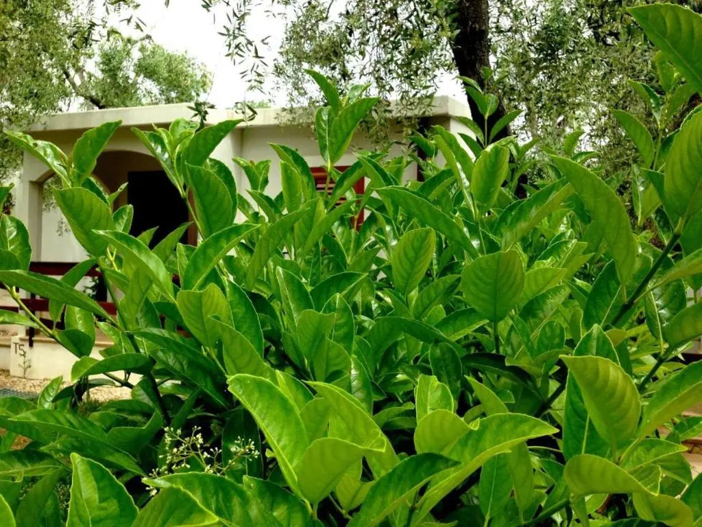 Holiday Apartment orchidea with swimming pool and private beach