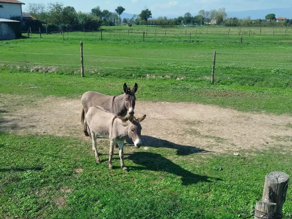 Appartamento Il Brocciolo