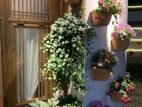 The Meow Blossom Inn (Lijiang Old Town)