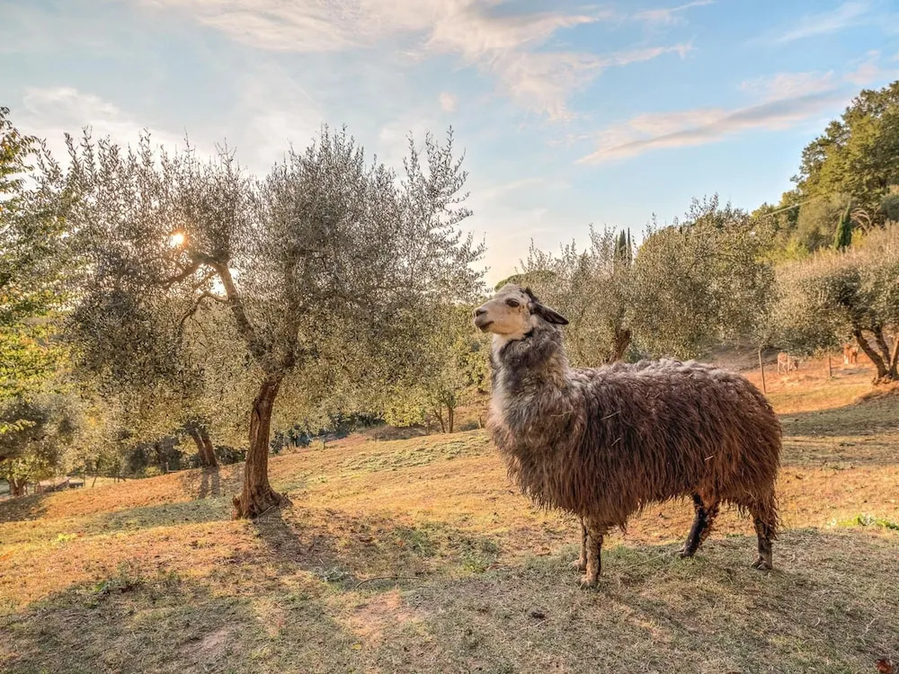 Farmhouse in Tuscany With Pool & Near Pisa