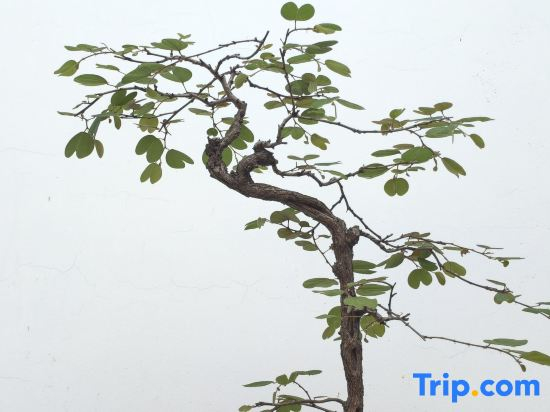 Zuo  Yuan  Resort