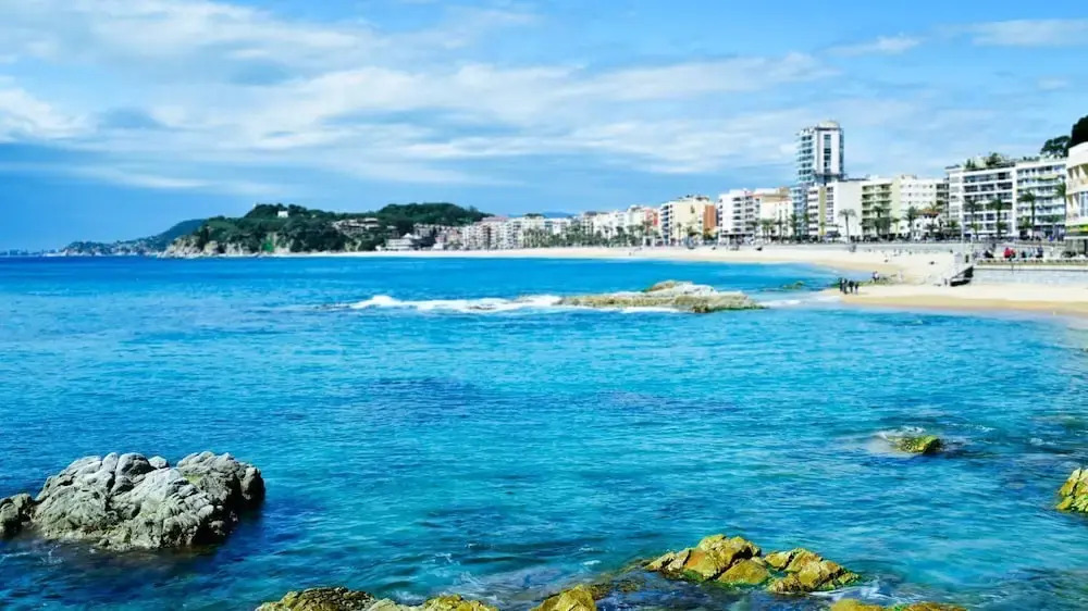 Crisantemo in Lloret de Mar