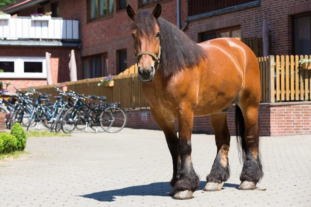 Ferienhof Heins