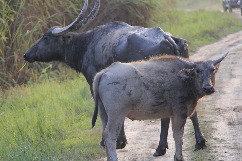 ROYALE de CASA RESORT KAZIRANGA