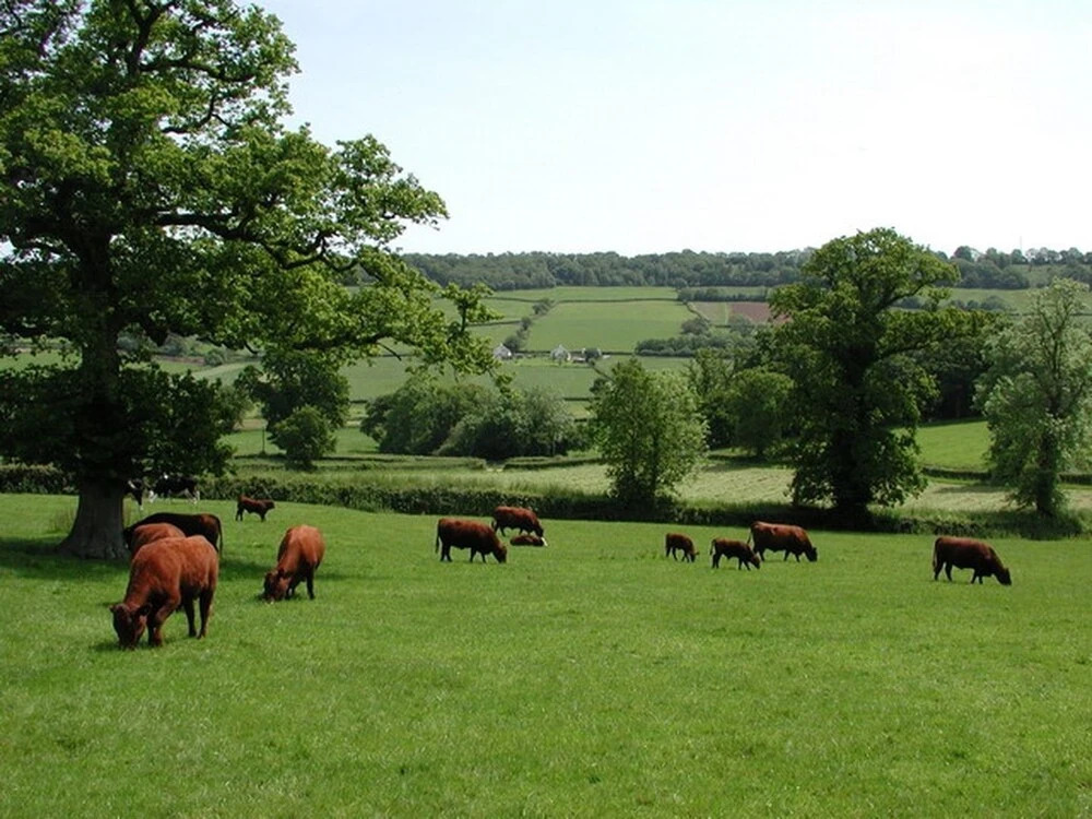Whitcombe Cottage