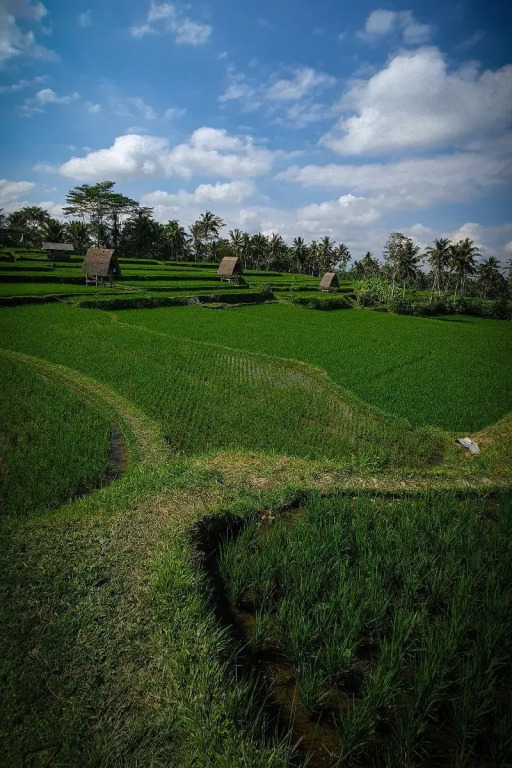 Swaha Retreat & Eco Park Ubud