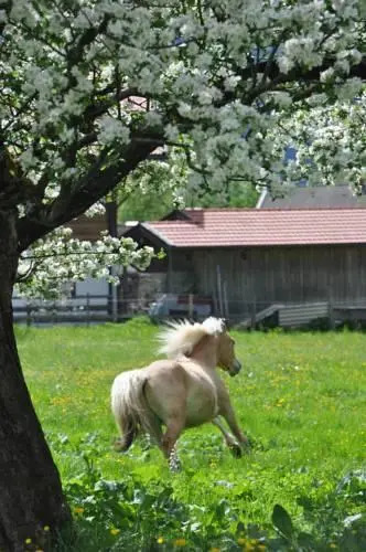 Sonnenkaiser