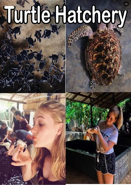 Turtle Paradise Villa