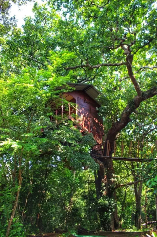 Book Jungle