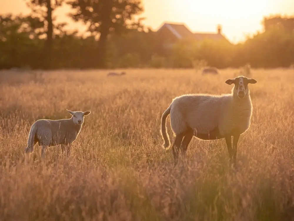 Lodges in Drenthe With Scenic Meadow Views