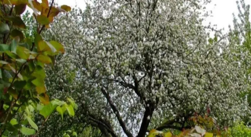 Le Grand Jardin
