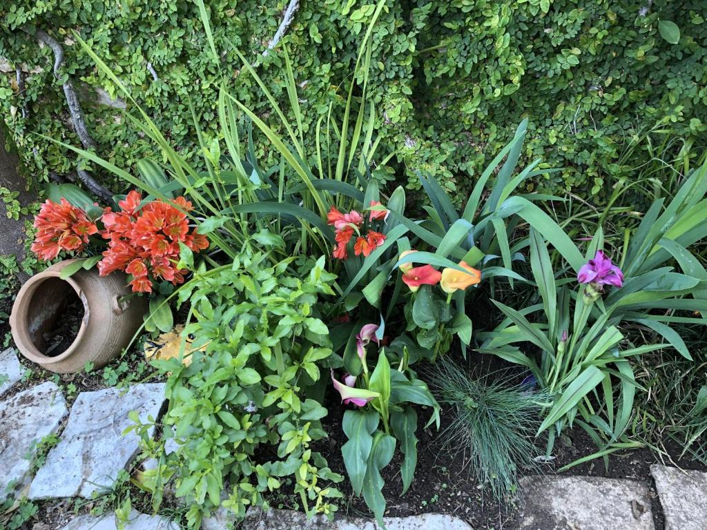 Flower House - Lapad