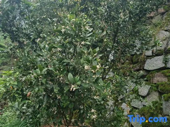 Yuting Lanyuan (Yichang Three Gorges Dam Scenic Area)