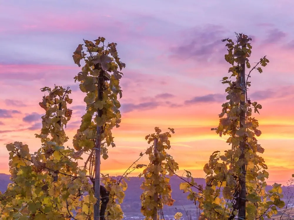 Anton Zimmermann Winery