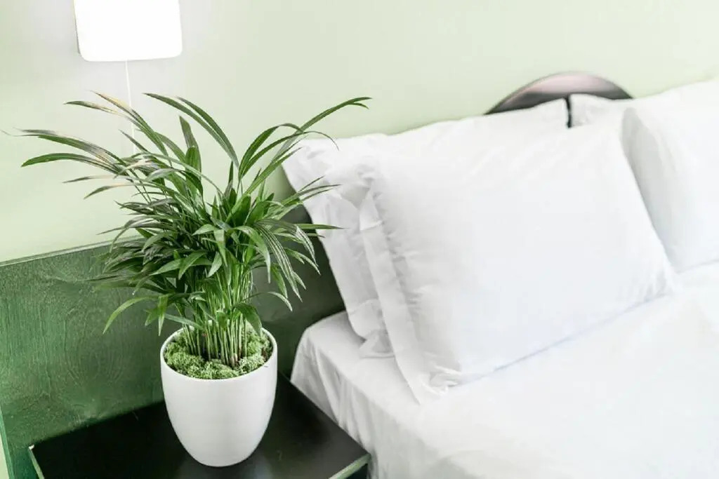 Hotel Medusa Splendid