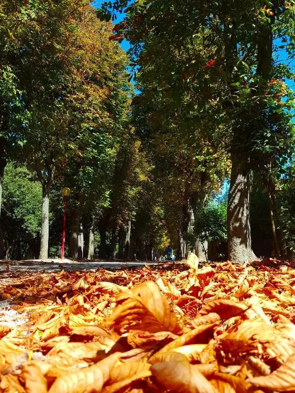 il gabbiano giallo