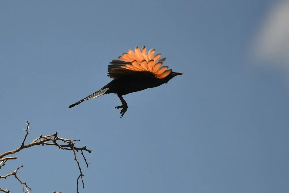 Shamwari Sarili