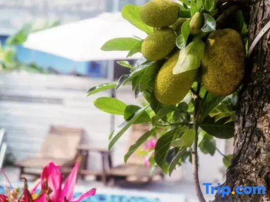 Weizhou Island Fusheng Half Day Homestay