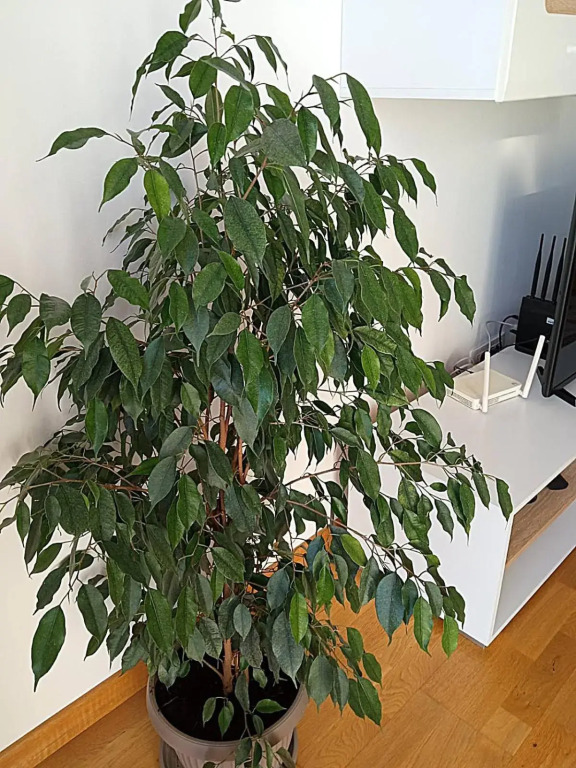 Naki apartmani
