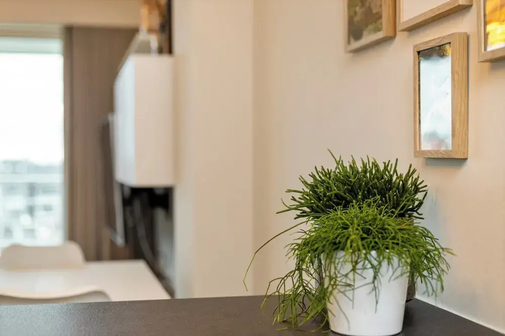 Flat in Blankenberge by Marina and Beach