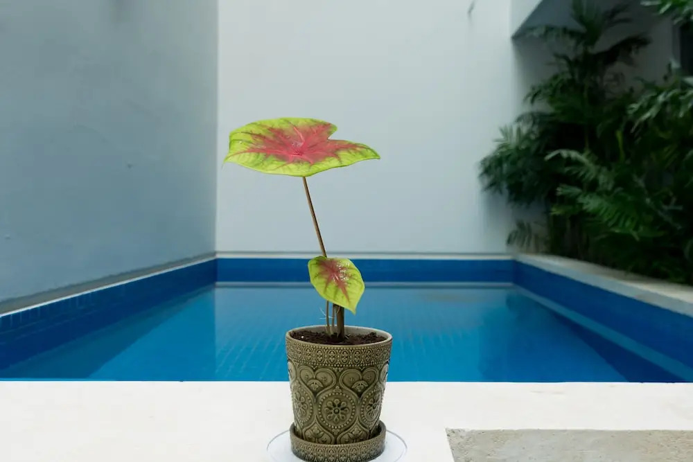 Tropic Playa Apartments