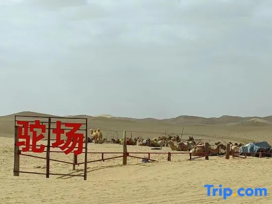 Tengger Desert Yingsha Good - dream Desert Campground