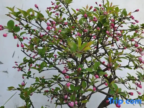 Jiuhua Mountain Yifang Heart Stay Homestay