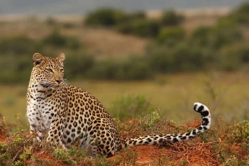 Shamwari Sarili Lodge