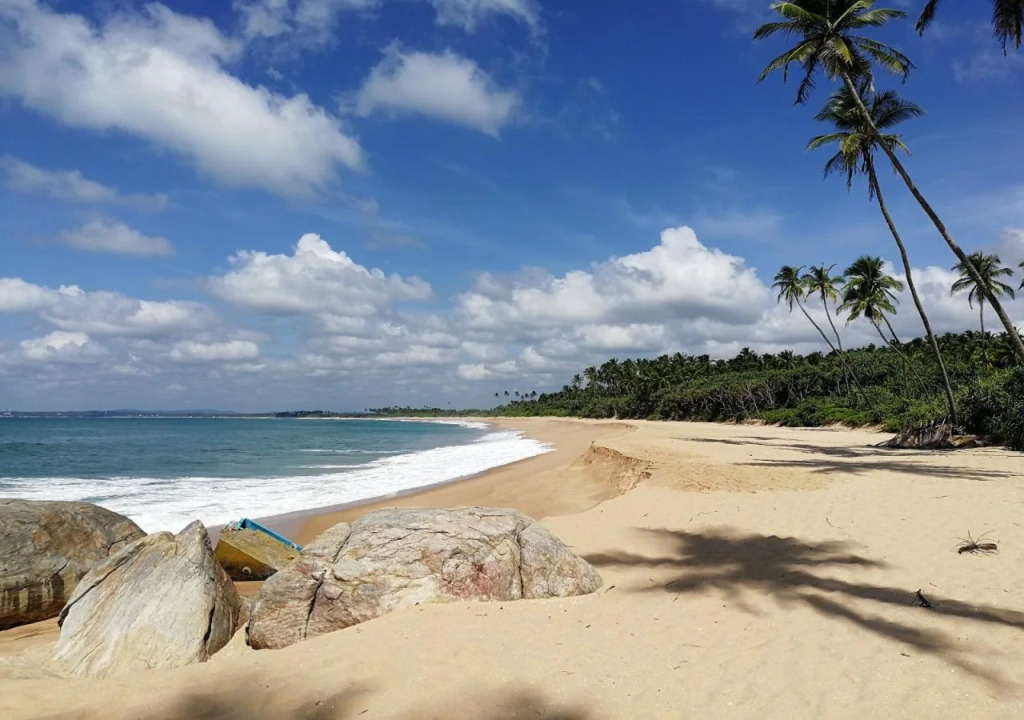 Turtle Paradise