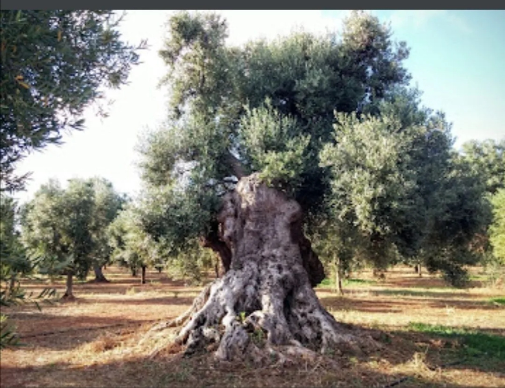 Elegant Double Room in Ancient Masseria Near the sea in a Quiet Olive Trees